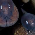 White Eyed Moray (Gymnothorax Thyrsoideus)