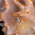 Nudibranch (Halgerda batangas), photo taken in Indonesia, North Sulawesi, Lembeh Strait, TK 1
