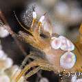 Sexy Shrimp (Thor Amboinensis)