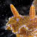 Nudibranch