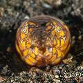 Napoleon Snake Eel (Ophichthus Bonaparti)