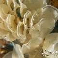 , photo taken in Indonesia, North Sulawesi, Lembeh Strait, TK 1