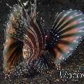 Zebra Lionfish (Dendrochirus Zebra)