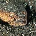 Crocodile Snake Eel (Brachysomophis Crocodilinus)