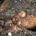 Crocodile Snake Eel (Brachysomophis Crocodilinus)