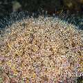 Flower Urchin (Toxopneustes Pileolus)