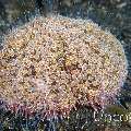 Flower Urchin (Toxopneustes pileolus), photo taken in Indonesia, North Sulawesi, Lembeh Strait, TK 1