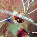 Banded Coral Shrimp (Stenopus hispidus), photo taken in Indonesia, North Sulawesi, Lembeh Strait, Papusungan Besar