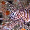 Red Lionfish (Pterois Volitans)