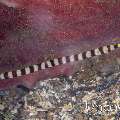 Banded Pipefish (Dunckerocampus Dactyliophorus)