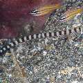 Banded Pipefish (Dunckerocampus Dactyliophorus)