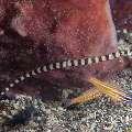 Banded Pipefish (Dunckerocampus dactyliophorus), photo taken in Indonesia, North Sulawesi, Lembeh Strait, Papusungan Besar