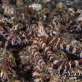 Wonderpus Octopus (Wunderpus Photogenicus)