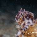 Blue Ring Octopus (Hapalochlaena Lunulata)