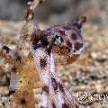 Blue Ring Octopus (Hapalochlaena Lunulata)