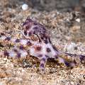 Blue Ring Octopus (Hapalochlaena lunulata), photo taken in Indonesia, North Sulawesi, Lembeh Strait, Papusungan Besar