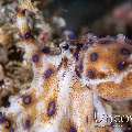 Blue Ring Octopus (Hapalochlaena Lunulata)