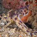 Blue Ring Octopus (Hapalochlaena Lunulata)