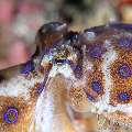 Blue Ring Octopus (Hapalochlaena Lunulata)