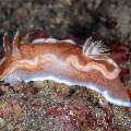 Nudibranch (Glossodoris rufomarginata), photo taken in Indonesia, North Sulawesi, Lembeh Strait, Papusungan Besar