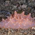 Nudibranch (Halgerda Batangas)