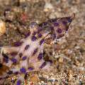 Blue Ring Octopus (Hapalochlaena Lunulata)