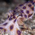Blue Ring Octopus (Hapalochlaena lunulata)