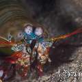 Peacock Mantis Shrimp (Odontodactylus Scyllarus)