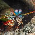 Peacock Mantis Shrimp (Odontodactylus Scyllarus)