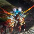 Peacock Mantis Shrimp (Odontodactylus Scyllarus)