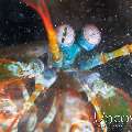 Peacock Mantis Shrimp (Odontodactylus Scyllarus)