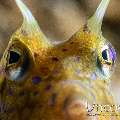 Thornback Cowfish (Lactoria Fomasini)