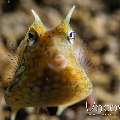 Thornback Cowfish (Lactoria Fomasini)