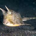 Longhorn Cowfish (Lactoria cornuta), photo taken in Indonesia, North Sulawesi, Lembeh Strait, Hairball