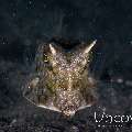 Longhorn Cowfish (Lactoria cornuta)