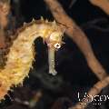 Thorny Seahorse (Hippocampus Histrix)