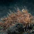 Hairy Frogfish (Antennarius Striatus)