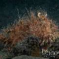 Hairy Frogfish (Antennarius Striatus)