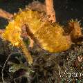 Thorny Seahorse (Hippocampus Histrix)