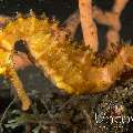 Thorny Seahorse (Hippocampus Histrix)