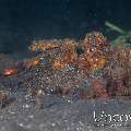 Estuarine Stonefish (Synanceia Horrida)