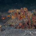 Estuarine Stonefish (Synanceia Horrida)