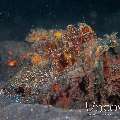 Estuarine Stonefish (Synanceia Horrida)