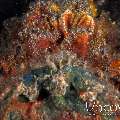 Estuarine Stonefish (Synanceia Horrida)