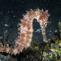 Thorny Seahorse (Hippocampus histrix), photo taken in Indonesia, North Sulawesi, Lembeh Strait, Hairball