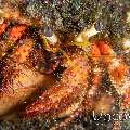 , photo taken in Indonesia, North Sulawesi, Lembeh Strait, Hairball