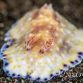 Nudibranch, photo taken in Indonesia, North Sulawesi, Lembeh Strait, Hairball