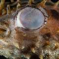 Pufferfish, photo taken in Indonesia, North Sulawesi, Lembeh Strait, Hairball