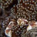 Spotted porcelain crab (Neopetrolisthes maculatus), photo taken in Indonesia, North Sulawesi, Lembeh Strait, Hairball