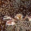 Spotted porcelain crab (Neopetrolisthes maculatus), photo taken in Indonesia, North Sulawesi, Lembeh Strait, Hairball